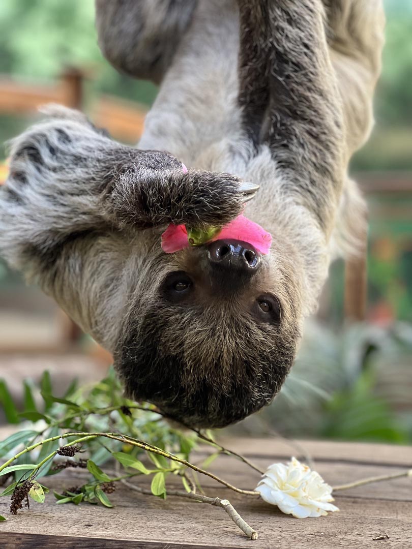 Linne's two-toed sloth Feira hanging upside down and eating a flower. IMAGE: Amy Middleton 2024